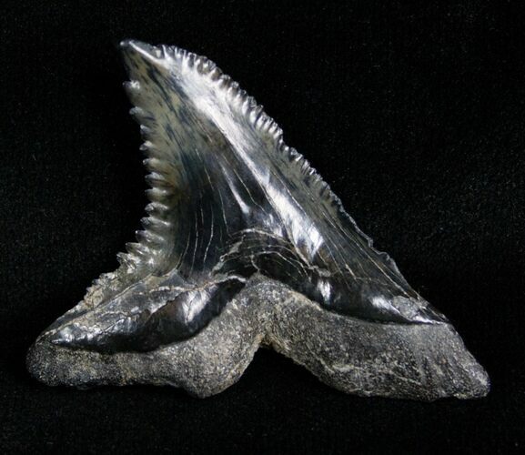 Huge Hemipristis Shark Tooth Fossil - SC #4328